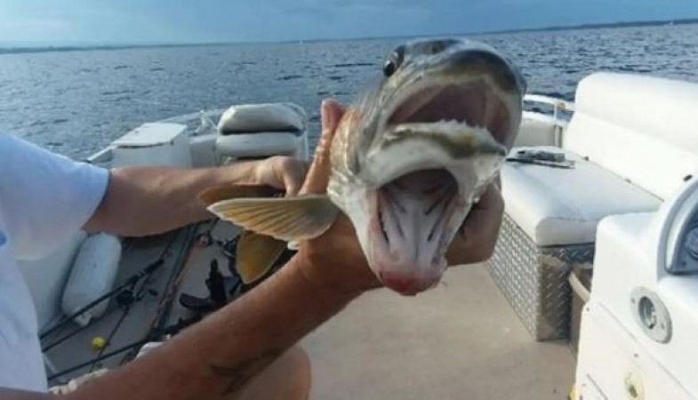 This fish has 2 mouths and 4 eyes, you will be surprised to see the video