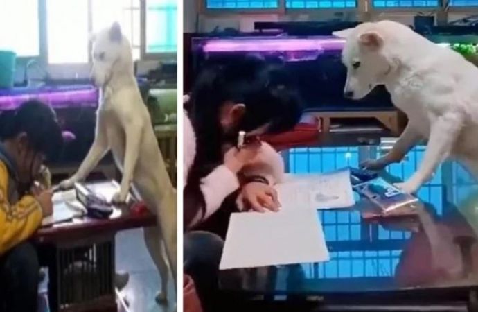 VIDEO : यह है दुनिया का सबसे वफादार और समझदार कुत्ता, बच्ची को कराता है होमवर्क
