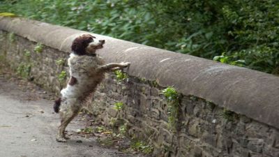 स्कॉटलैंड का वो रहस्यमयी ब्रिज, जो अपनी तरफ आकर्षित करता है कुत्ते और फिर...