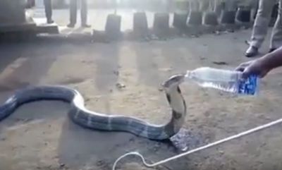 Video : जब लोगों ने इस 12 फुट लंबे कोबरा को बोतल से पिलाया पानी
