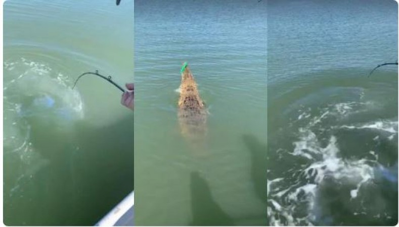 Hook was inserted for fishing but crocodile got trapped, see what happened next in video