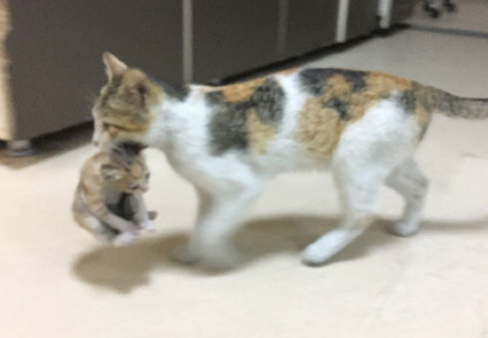 This cat brought her sick child to hospital in this way