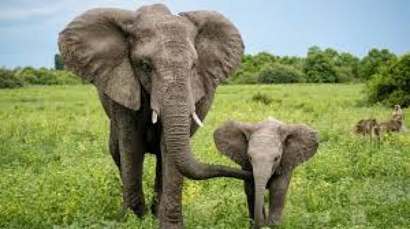 हाथी ने सुनी लोगों की फ़रियाद, फिर नहीं किया ऐसा काम
