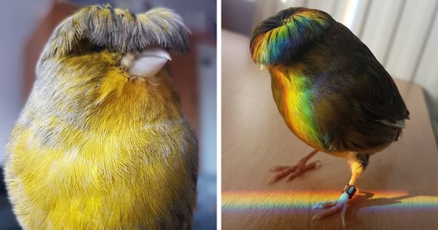People crazy about this bird's hair cut, photo goes viral on internet