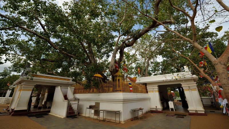The tree under which Lord Buddha attained enlightenment, such a miracle happened after being destroyed twice