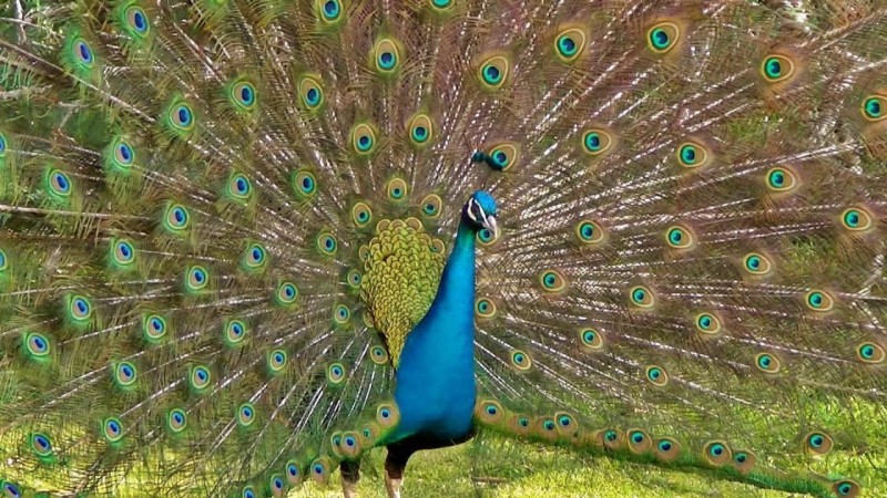 Peacock seen flying in the air, watch slow-motion video here