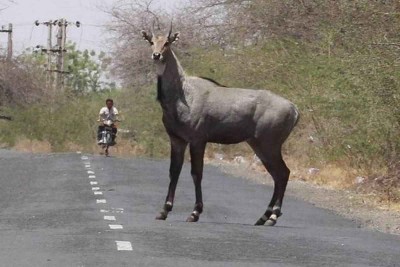 Blue Bull seen roaming on road in Delhi, pictures went viral
