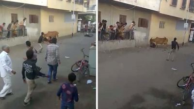 Video : गाय ने किया इस शख्स पर हमला, वीडियो हो रहा वायरल