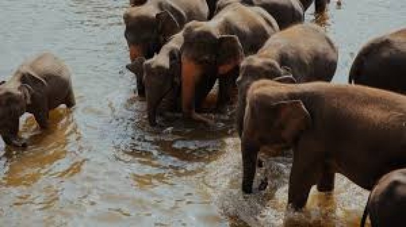 इस हाथी को नहाता देख लोगों की गर्मी हो रही है दूर