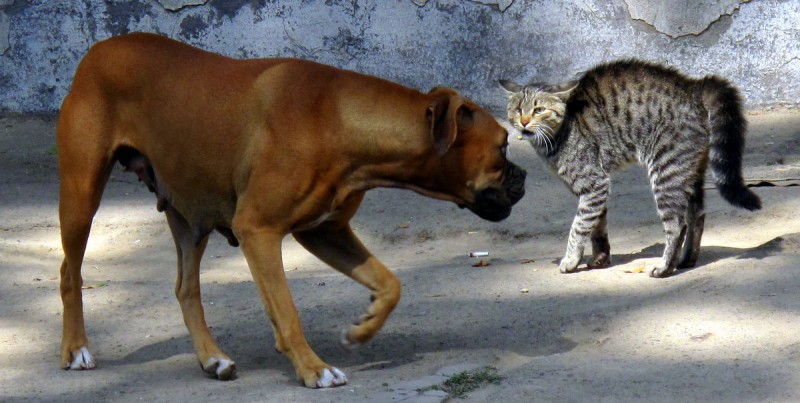 When cat attack on this dog, know complete matter