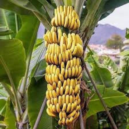 This banana tree will fill the stomach of the entire village, video goes viral