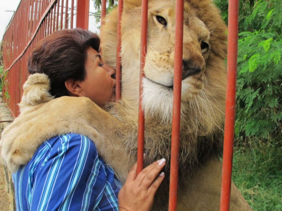 WoW! This lady rescued the lion from forest, see what happened when they met after a gap