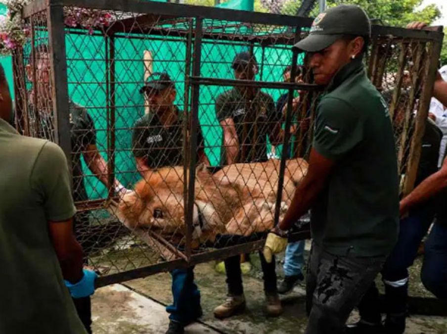 WoW! This lady rescued the lion from forest, see what happened when they met after a gap