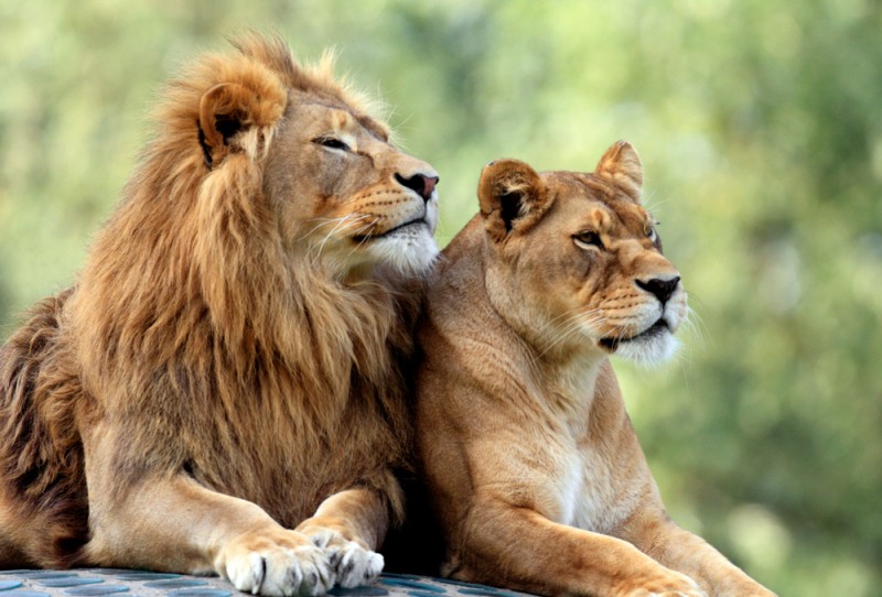 शेर और महिला के बीच माँ-बेटे का रिश्ता देख रह जायेंगे हैरान, पहले ऐसे बचाई थी जान