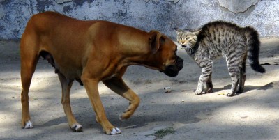 When cat attack on this dog, know complete matter