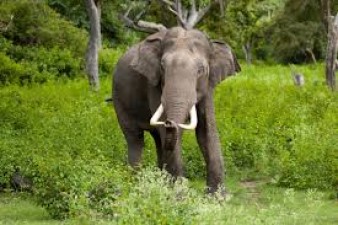 Elephant attack forest department jeep after getting angry