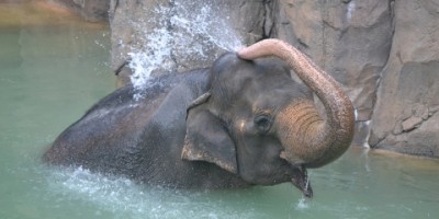 हाथी को बचाने के लिए उतरे थे नहर में लेकिन गवा दी अपनी जान