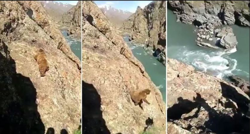 लोगों ने पत्थर मारकर भालुओं को गिराया नदी में, वीडियो हुआ वायरल तो फूटा लोगों का गुस्सा