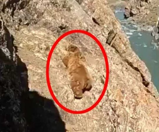 लोगों ने पत्थर मारकर भालुओं को गिराया नदी में, वीडियो हुआ वायरल तो फूटा लोगों का गुस्सा
