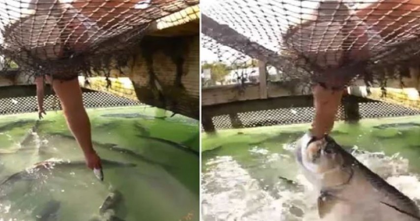 Video: मछली को खाना खिला रहा था शख्स, एक झटके में पकड़ लिया हाथ