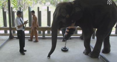 Video : थाईलैंड के इस तीन पैर वाले हाथी को मिला नया पैर