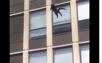 VIDEO: Cat jumped from building caught fire, see what happened next