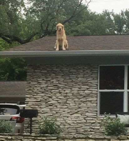 इस Pet Dog को है अपने घर से ज्यादा छत से प्यार, इंटरनेट पर छाया हुआ है Huckleberry
