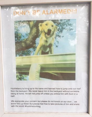 इस Pet Dog को है अपने घर से ज्यादा छत से प्यार, इंटरनेट पर छाया हुआ है Huckleberry