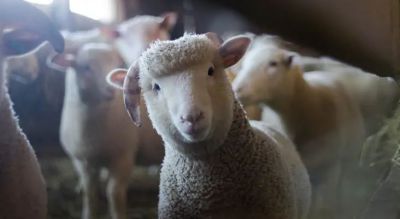 Sheep put the woman to death, the court gave shocking punishment