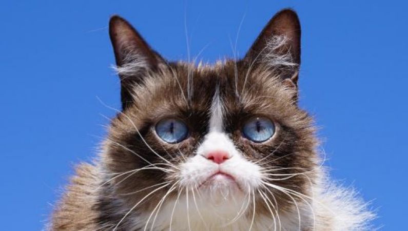 करोड़ों की मालकिन इस बिल्ली की मौत से सोशल मीडिया पर छाया शोक