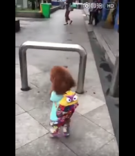 Video : दो पैर पर चलने वाले इस Puppy को देखकर हर कोई है हैरान