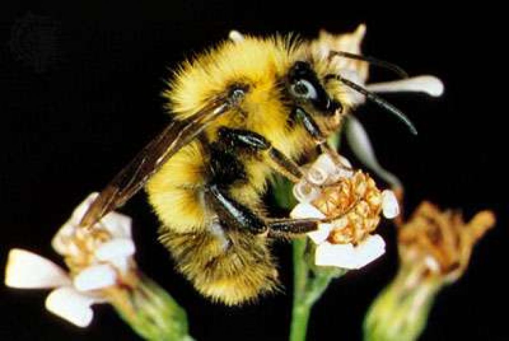 जीवन में इसलिए महत्वपूर्ण है मधुमक्खी, जानें क्यों मनाया जाता है मधुमक्खी दिवस ?