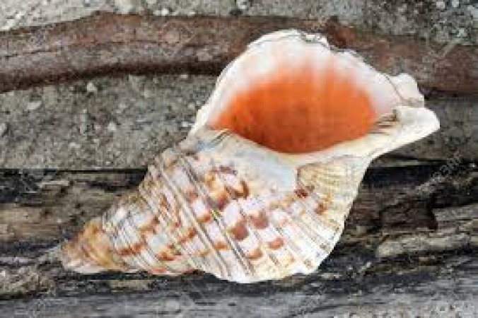 Why the conch is not blown in Badrinath temple?