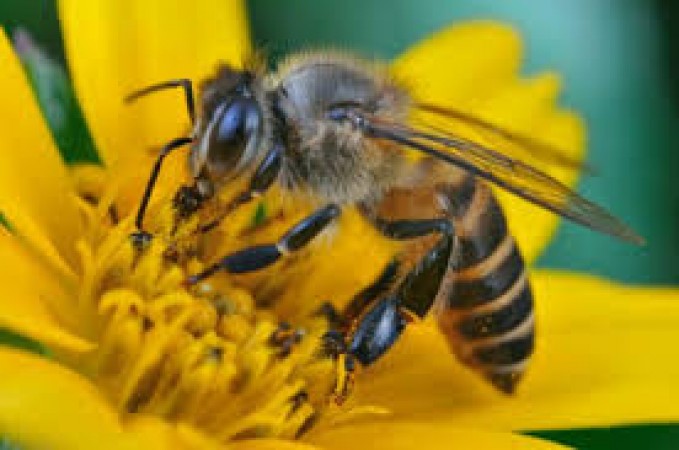 This is why bees are important in life, know why bee day is celebrated?