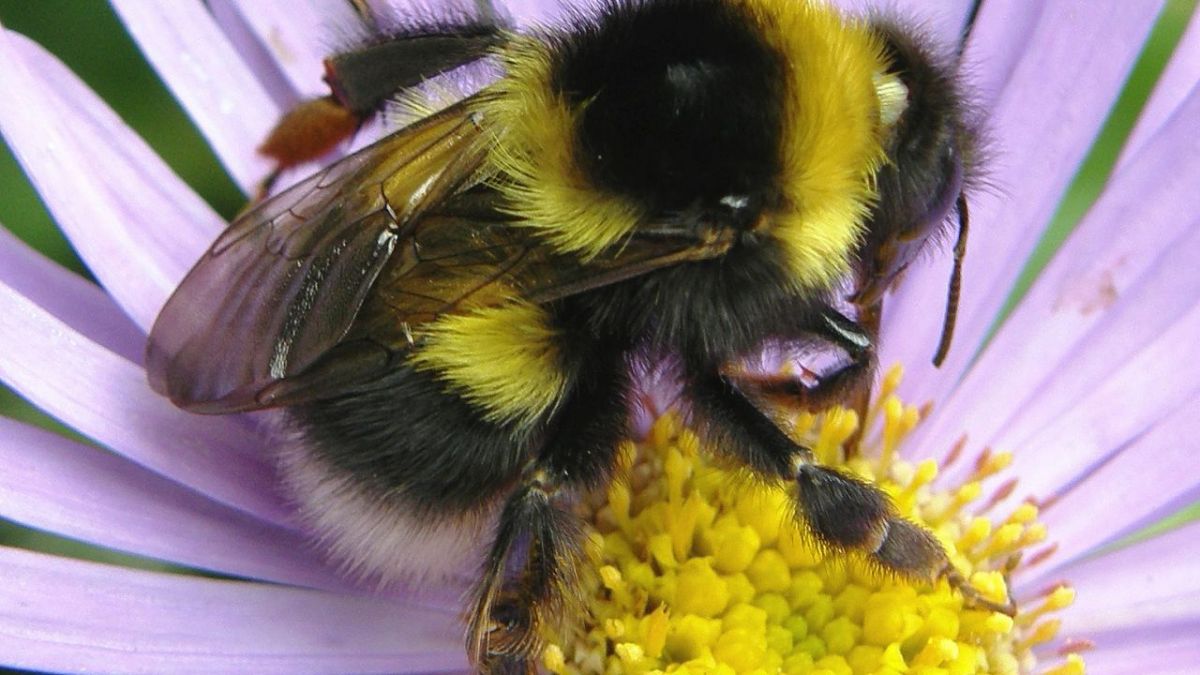 जीवन में इसलिए महत्वपूर्ण है मधुमक्खी, जानें क्यों मनाया जाता है मधुमक्खी दिवस ?