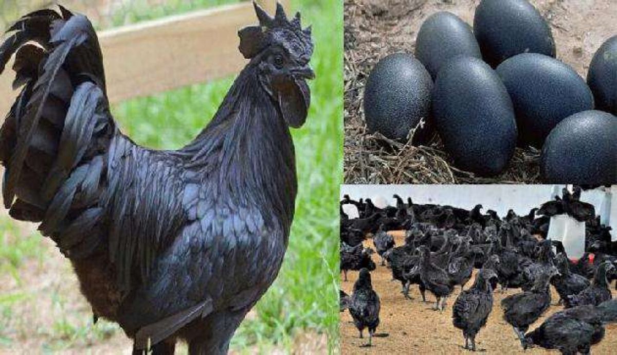Thief steals over 50 Kadknath hens from the farm