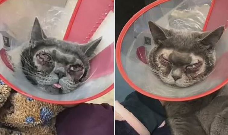 महिला ने अपनी बिल्ली की करवा दी प्लास्टिक सर्जरी, और हुआ ये हाल