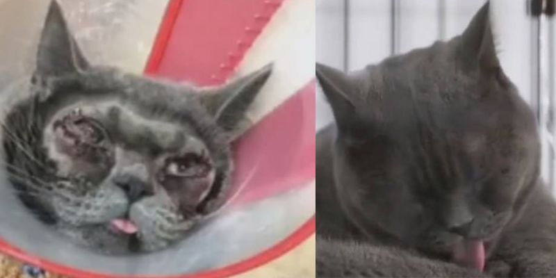 महिला ने अपनी बिल्ली की करवा दी प्लास्टिक सर्जरी, और हुआ ये हाल