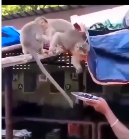 बंदरों को अंगूर खिलाती नजर आईं गरीब महिला, वीडियो ने जीता लोगों का दिल