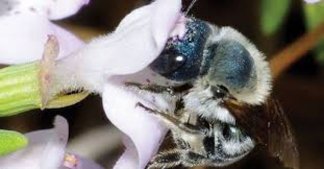 This rare bee rediscovered, had been missing for the last four years