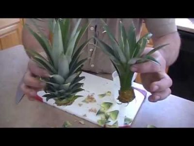Video : इन स्टेप्स को अपनाकर आप लगा सकते हैं घर में Pineapple