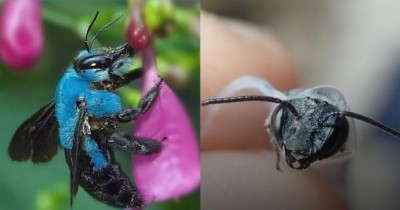 This rare bee rediscovered, had been missing for the last four years