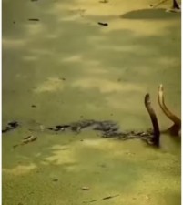 VIDEO: तालाब में नाग-नागिन का प्यार देख पिघल गए लोग