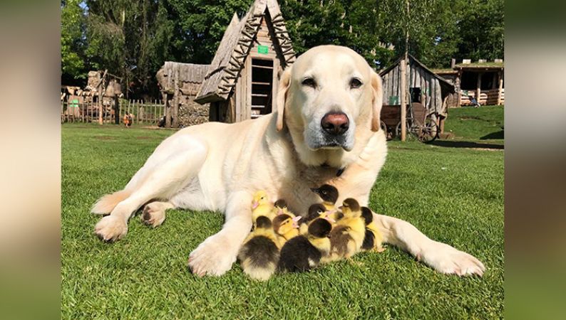 इन 9 लावारिस बतख के बच्चों का पिता बनकर पाल रहा है यह कुत्ता