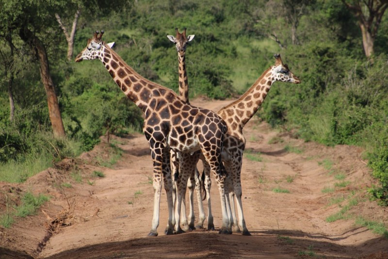 Have you ever seen Giraffes fight? watch the video here