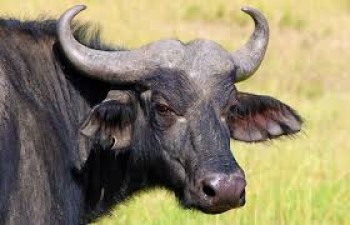 Video: Revenge of buffalo, Identify animals