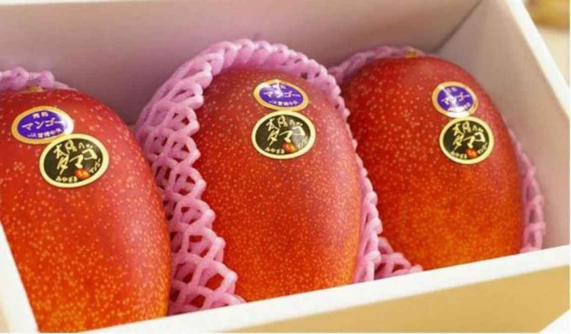 This is the world's most expensive mango