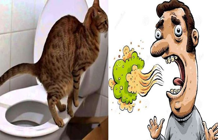 बिल्ली की पाद से लेकर लहसुन खाए व्यक्ति की डकार... ये है 5 सबसे बदबूदार चीजें