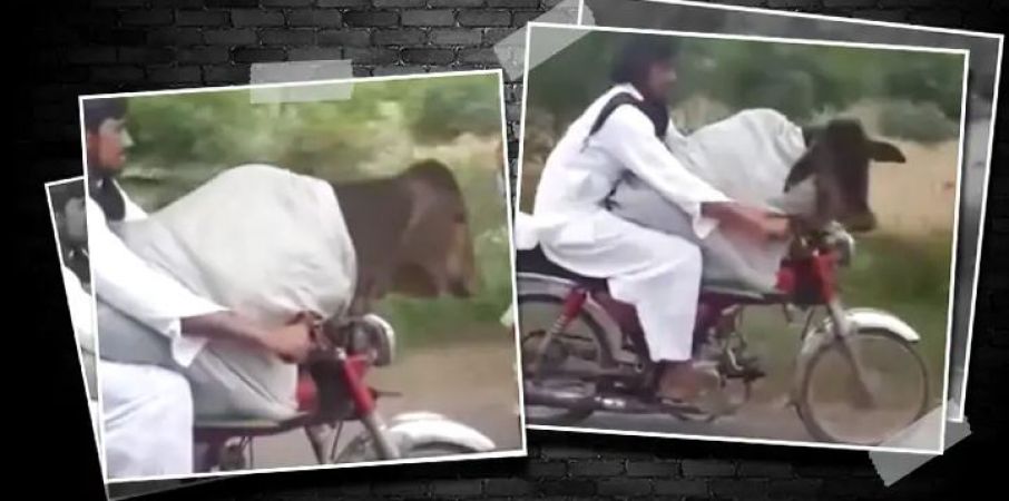 Video : पाकिस्तानी शख्स ने गाय को बाइक पर बैठा कराई सैर, लोग रह गए हैरान