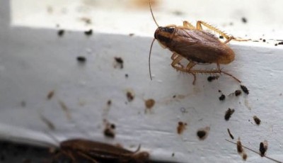 Know why cockroaches can't fly long even after having wings?